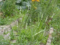 fleur_variee_20211127_1067657221